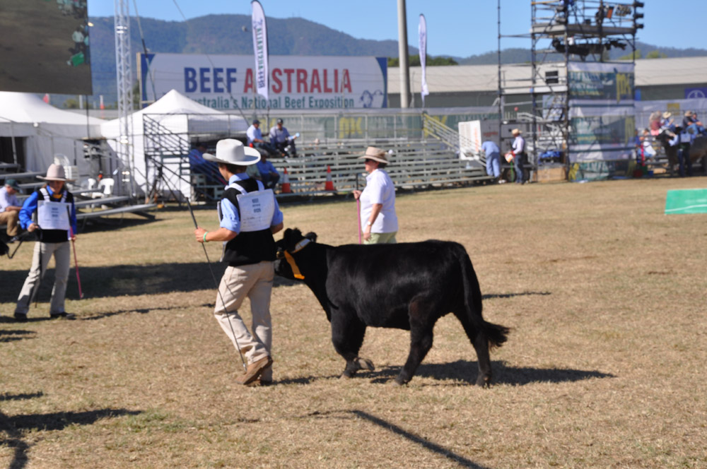 Beef-2012-Shady-Acres-Gremlin-3rd