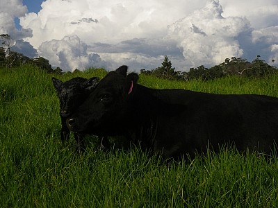 Cloudbreak-Dash-with-calf-1000-807e46df86f92a4b3ef3ea7f059972be
