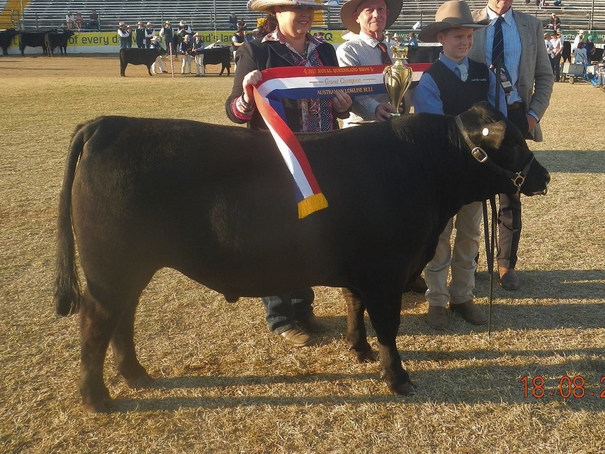 Pittsworth-Model-1st-place-bull-12mths-to-16mths-Brisbane-Royal-EKKA-2017