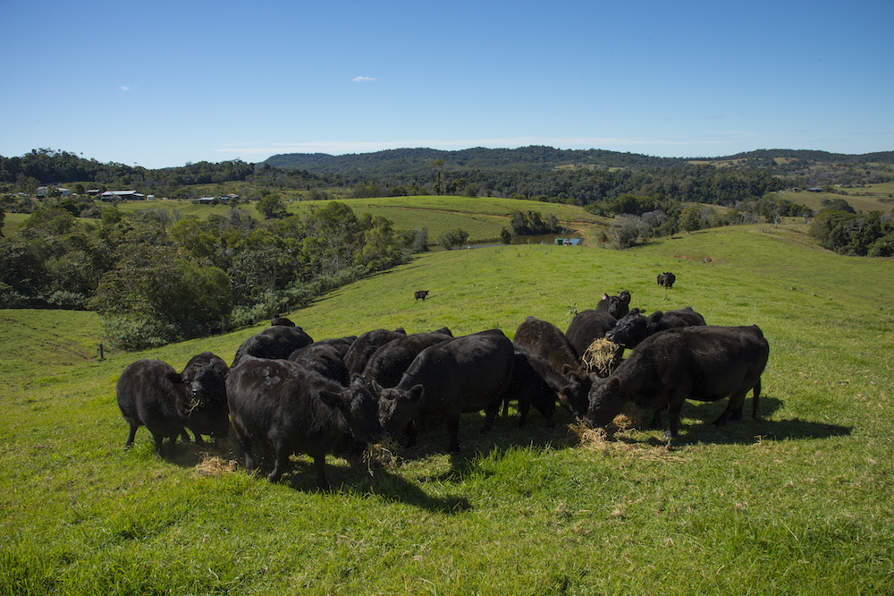 Reef-Catchments-Promo